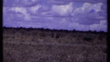 1969: two large brown birds or animals, perhaps ostriches, roaming the plains