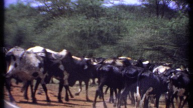 1969: the view about animals KENYA