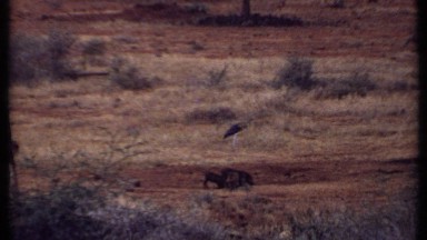 1969: in forest,there are some animals are there including birds KENYA
