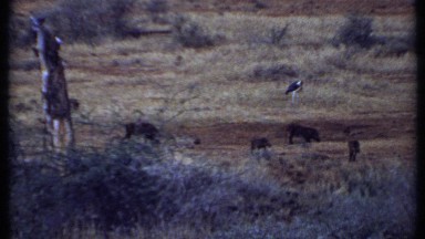 1969: a view of animals in the wild KENYA