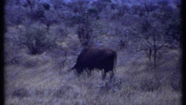 1969: animal standing in the forest KENYA