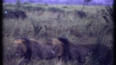 1969: the wildlife lions are walking on the agriculture land KENYA