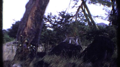 1969: the monkey walking along the tree which in the forest KENYA