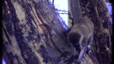 1969: a lively monkey climbing down a tree in the wild KENYA