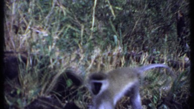 1969: two monkeys in the garden,one money is walking other one is sitting KENYA