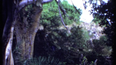 1969: Jungle Scene Along a River with Hippopotamus Hiding in the Water. KENYA