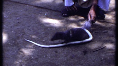 1969: a street side show of a mongoose fighting with a dangerous snake