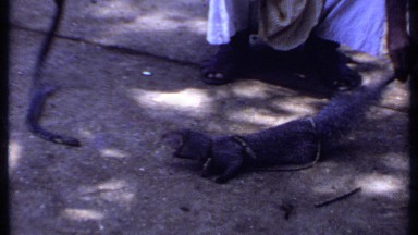 1969: mongoose attacking a snake in the road with the help of a person INDIA
