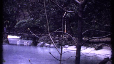 1969: Duck Swimming in Serene Water Scene with Lush Greenery in Kenya