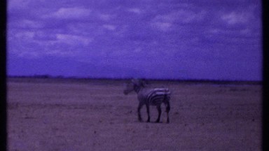 1969: a lonely zebra walking through a vast barren field under the blue sky