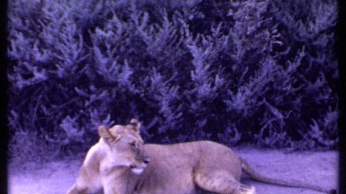 1969: footage of adult lionesses in a beautiful sanctuary. KENYA