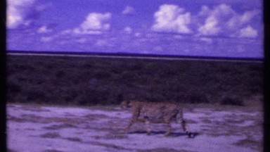 1969: cheetah getting ready to hunt its prey KENYA