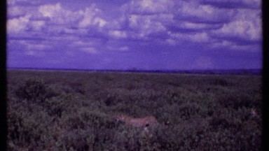 1969: many more tigers are round of the forest for the food and enjoy time