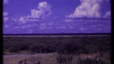 1969: land of tiger, tiger roar, city of tigers, tigers city, boundaries