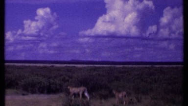 1969: the wild life KENYA