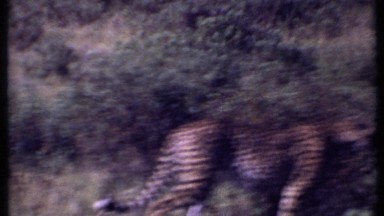 1969: a cheetah on the prowl and hunting for prey deep in the forest