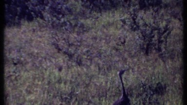 1969: unknown bird walking on a grass field KENYA