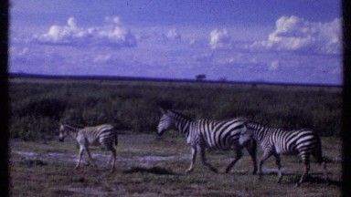 1969: white and black striped zebras are seen walking in the grass together