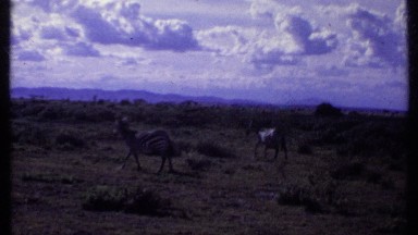 1969: animal in the forest KENYA