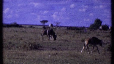 1969: african trip KENYA