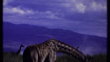 1969: giraffes enjoying food KENYA