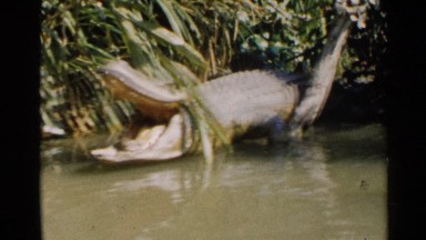 1959: A Group of Crocodiles Waiting for Their Prey with Mouth Opened