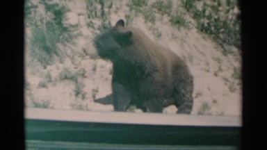 1961: cute activities of a bear CHEYENNE WYOMING