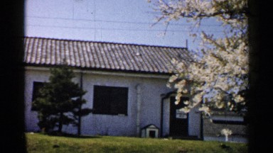 1952: near the house,trees is full of white color flowers JAPAN