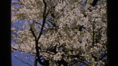 1952: a beautiful view of tree JAPAN