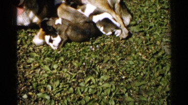 1952: dog family JAPAN