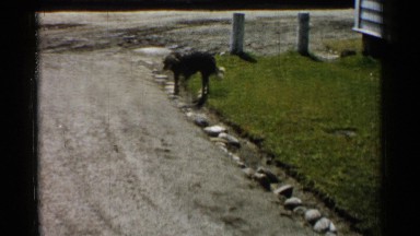 1952: a dog in a lonely way moving from grass side to road side with barking