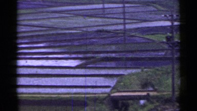 1953: full of harvesting fields belonging of farmers which is made for foods
