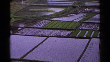 1953: paddy field with logged water in the columns and crops with green color
