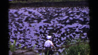 1953: Farmer Working the Paddock in Japan