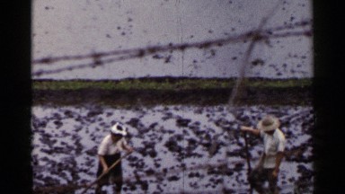 1953: people working in the field JAPAN