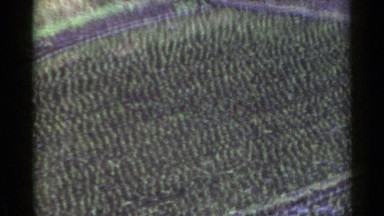 1953: an aerial view of a huge farmland with cotton crop