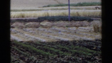 1953: the person reaping is cutting of grain in the land JAPAN