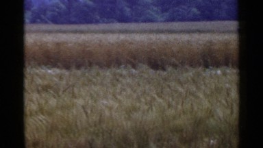 1953: harvesting fields consists full of paddies and a person working