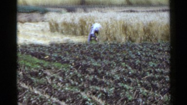 1953: man working in a field on a farm JAPAN