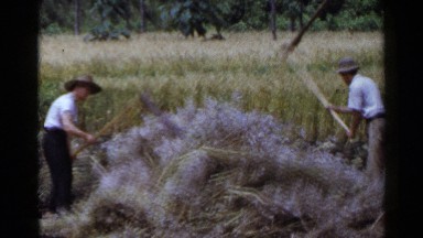 1953: people are beating the plants JAPAN