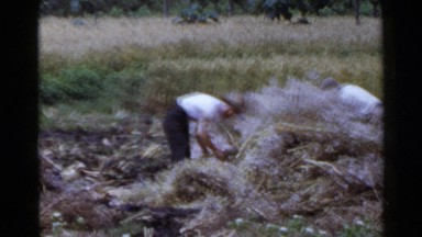 1953: a group of farmers cutting and reaping the cotton harvest