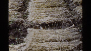 1953: it shows the traditional way to put hay on to dry under the sun JAPAN