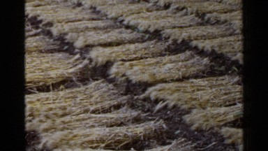 1953: camera pans to show farmland and various crops like grain and hay JAPAN