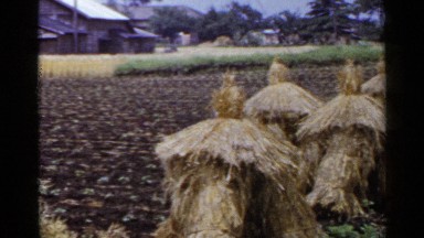 1953: paddy are grouping in the field which these are harvesting JAPAN
