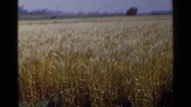 1953: filming the crops that in a way looks like corn in the hot weather JAPAN
