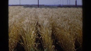 1953: golden wheat field blows gracefully in the wind JAPAN