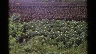 1953: the various flowers are blossom in the beautiful garden JAPAN