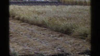 1953: fields of hay JAPAN
