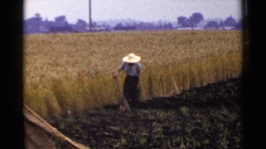 1953: Countryman Working the Field in Japan