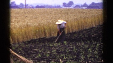 1953: working in the fields JAPAN